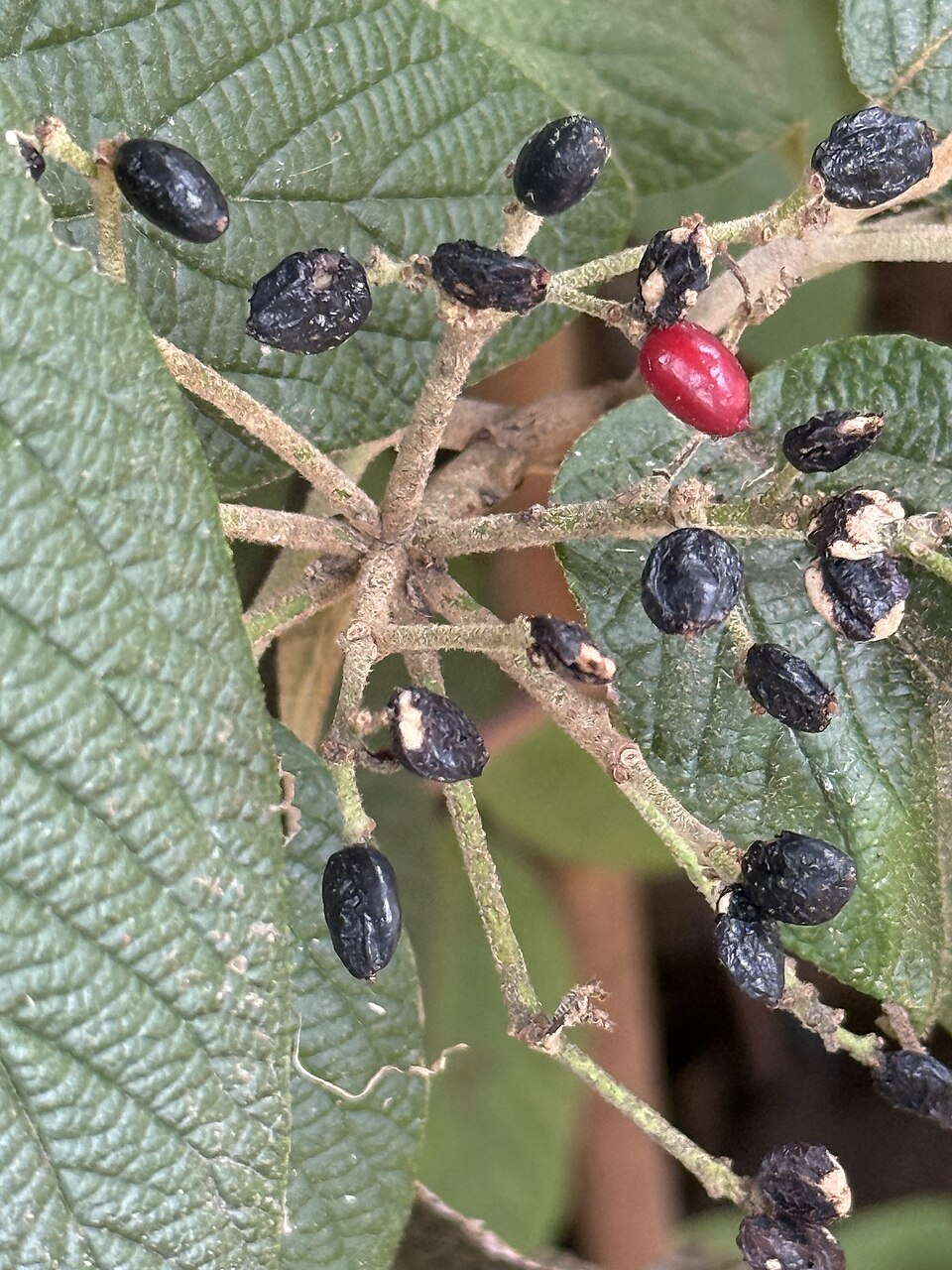 Plod — Kalina Burkwoodova