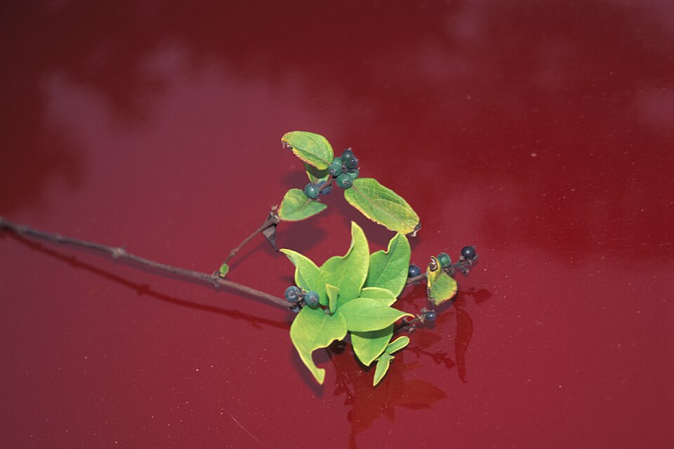 Plod — Zimolez japonský