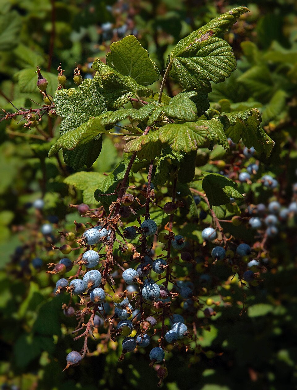 Plod — Meruzalka krvavá