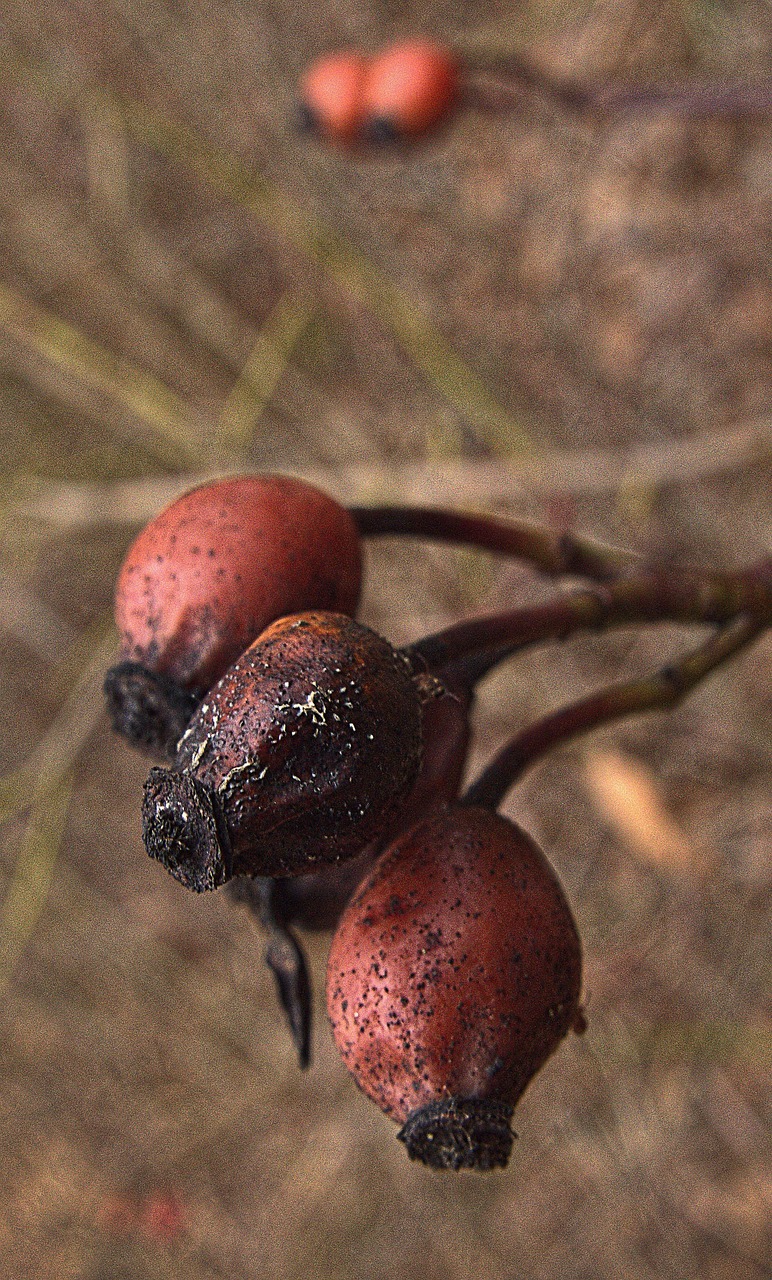 Plod — Růže Munstead Wood