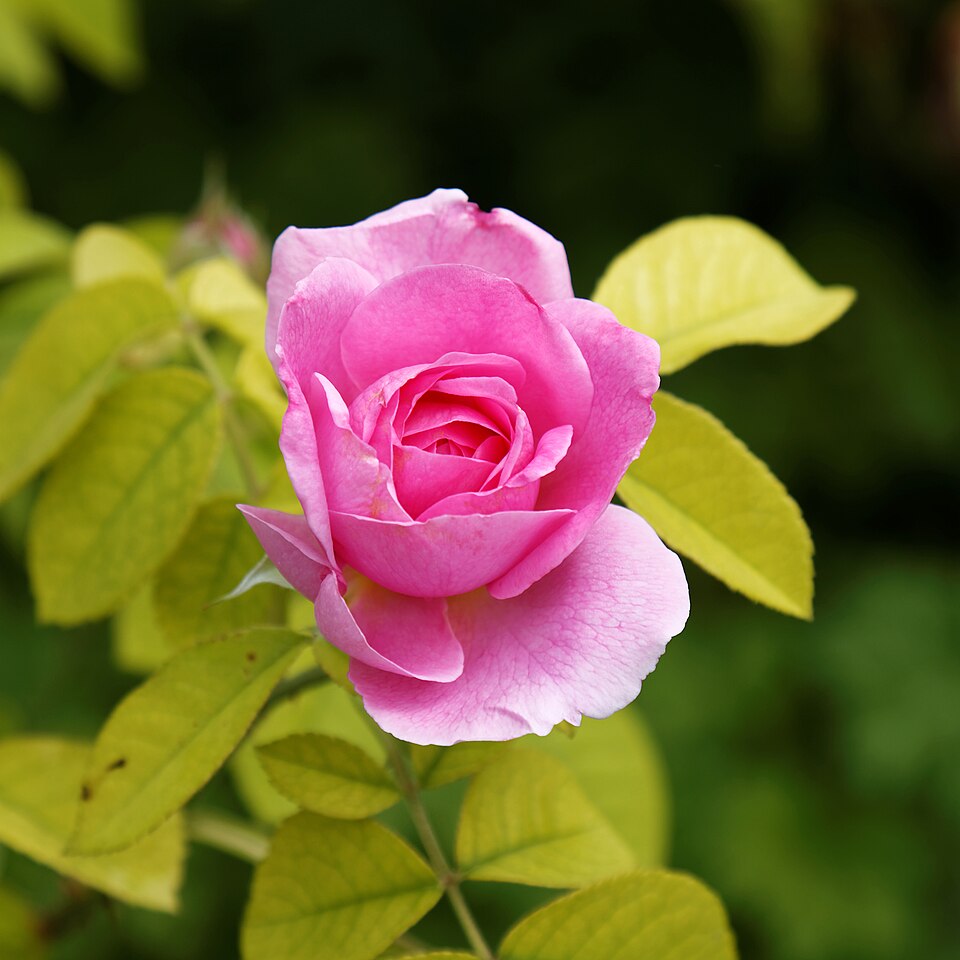 Plod — Růže Gertrude Jekyll
