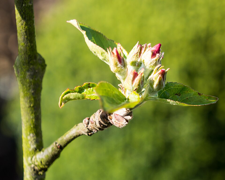Plod — Jabloň Golden Delicious