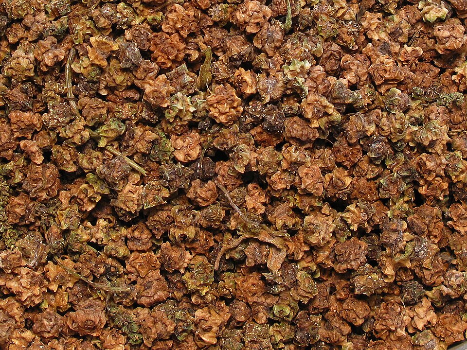 Plod — Řepa Chioggia