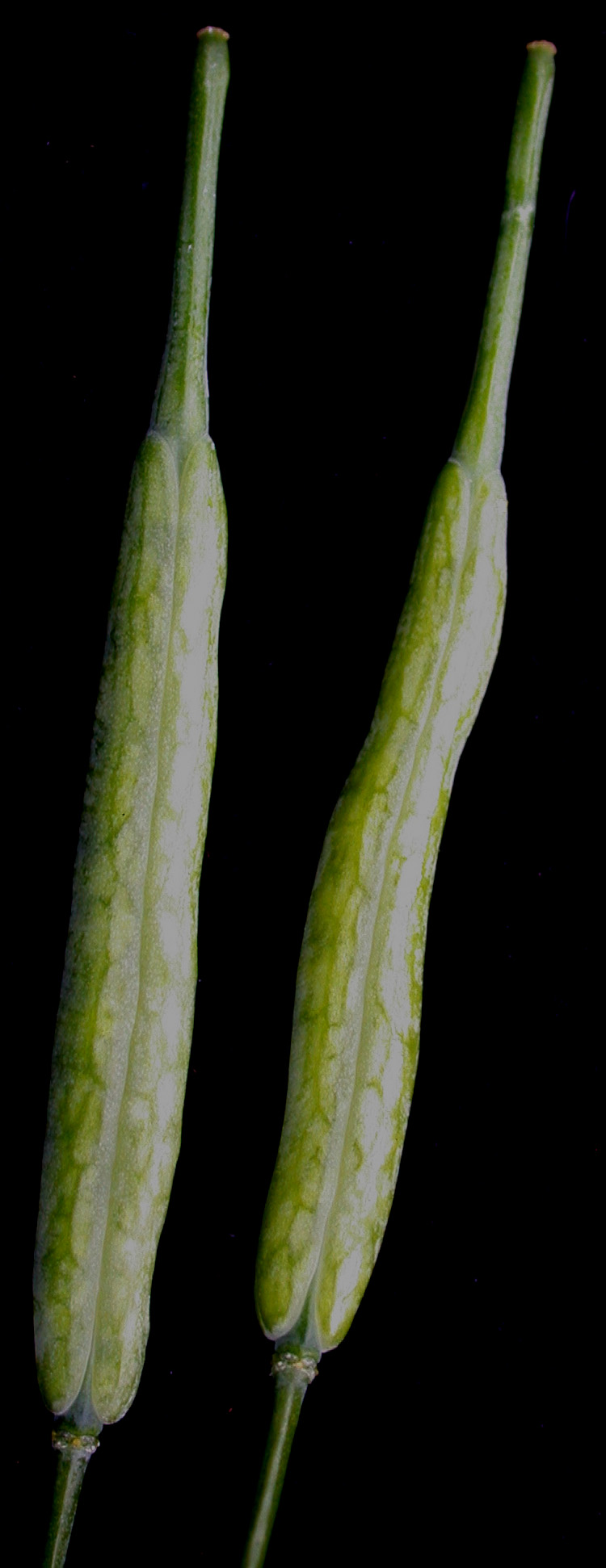 Plod — Tatsoi