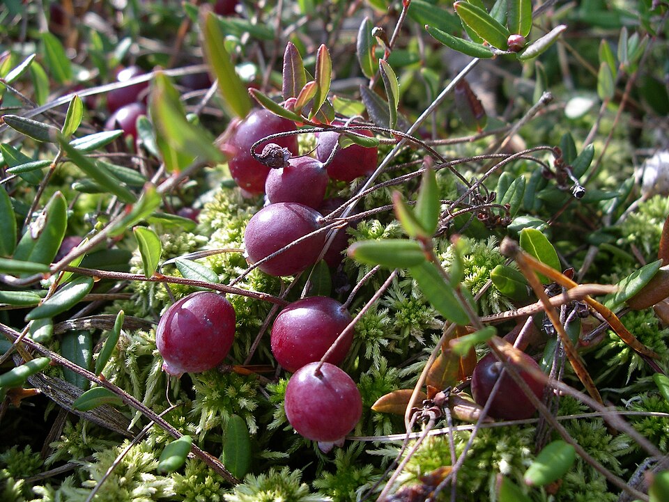 Plod — Klikva bahenní