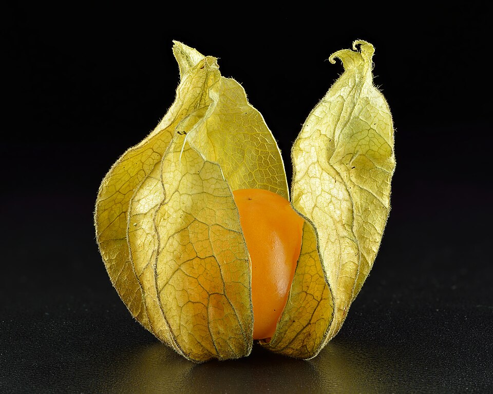 Plod — Physalis peruánský