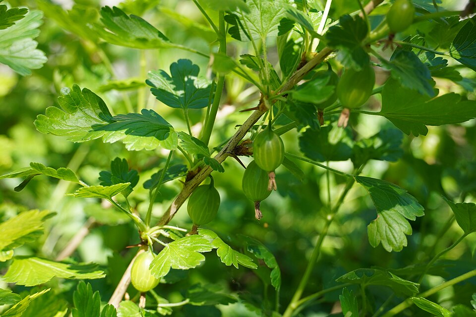 Plod — Angrešt Hinnonmaki Red