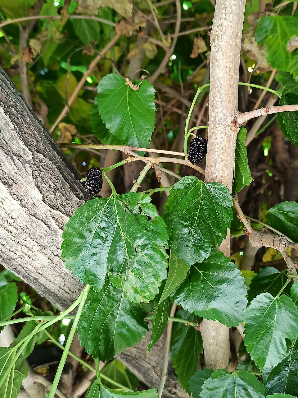 Plod — Moruše černá
