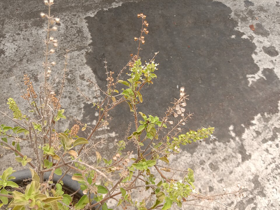 Plod — Bazalka posvátná (tulsi)