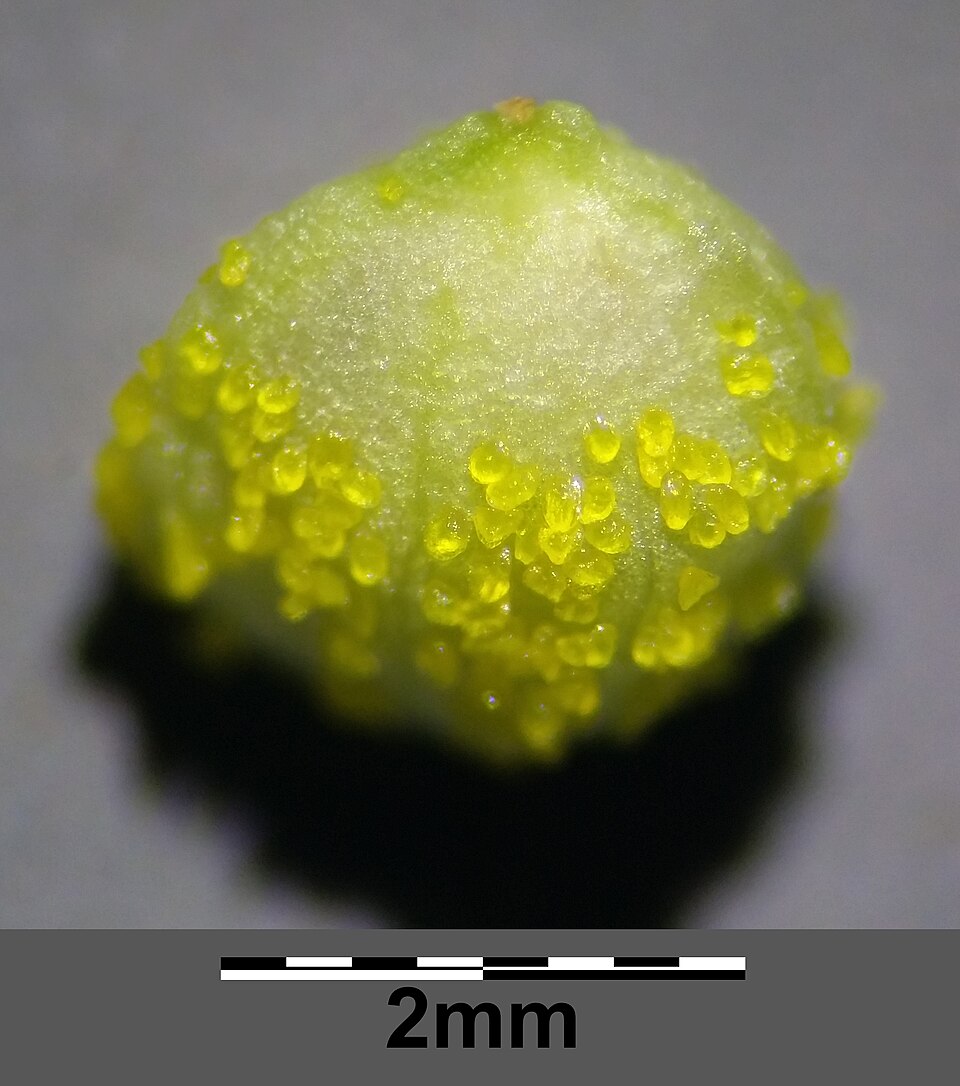Plod — Chmel otáčivý
