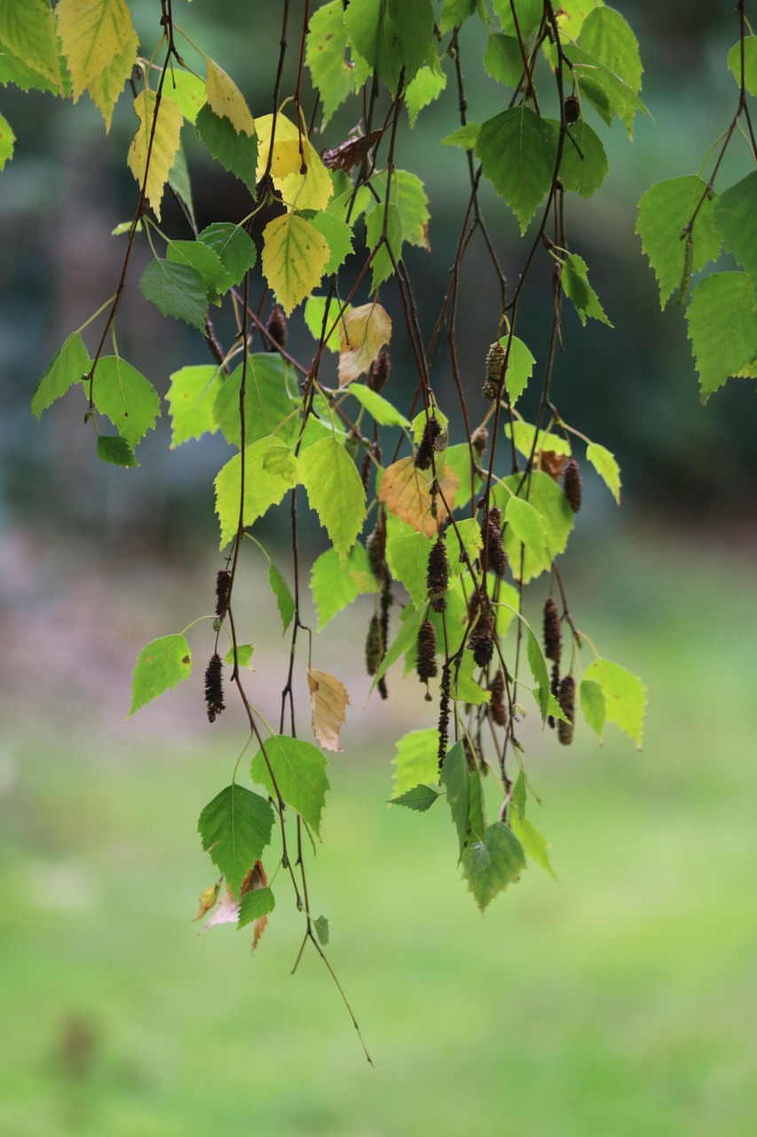 Plod — Ostřice pendulovitá