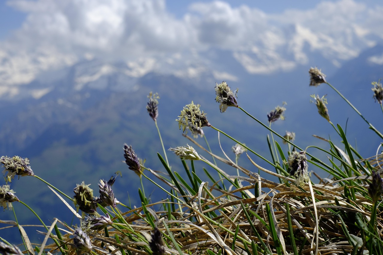 Plod — Sesleria modrá
