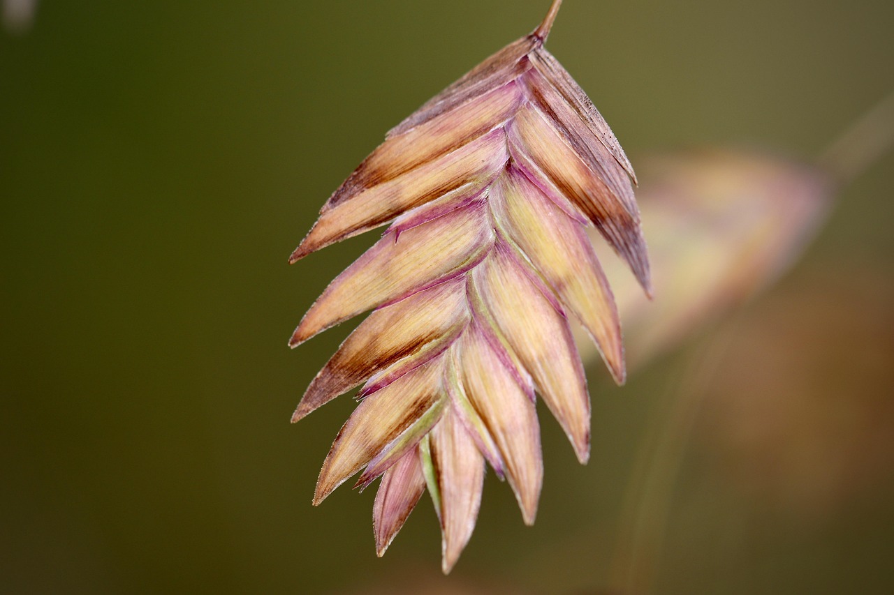 Plod — Chasmanthium latnaté