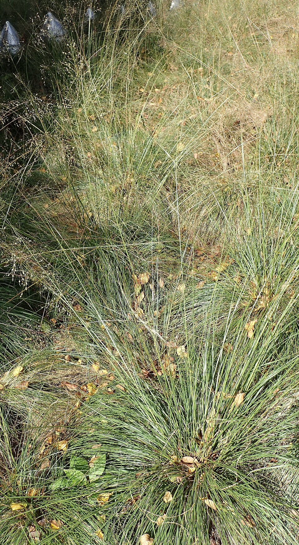 Plod — Sporobolus vzdušný