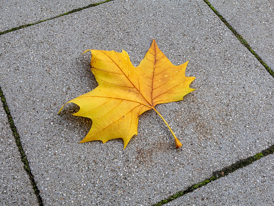 Plod — Javor 'Jeffersred' (Autumn Blaze)