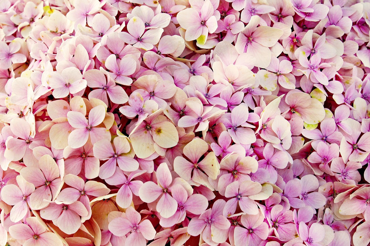 Plod — Girlandová hortenzie 'Bridal Bouquet'