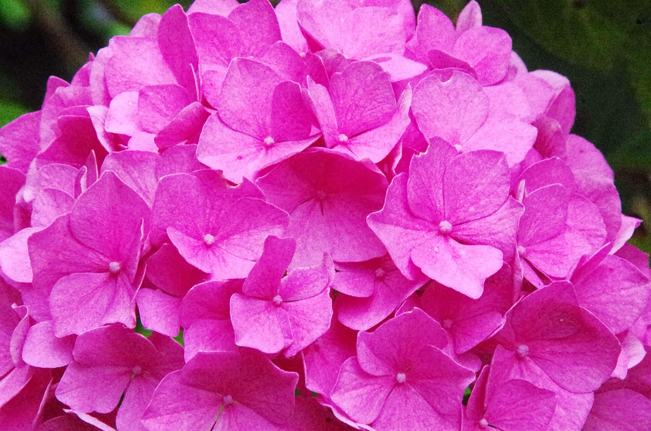 Plod — Latnatá hortenzie 'Groundbreaker' Blush