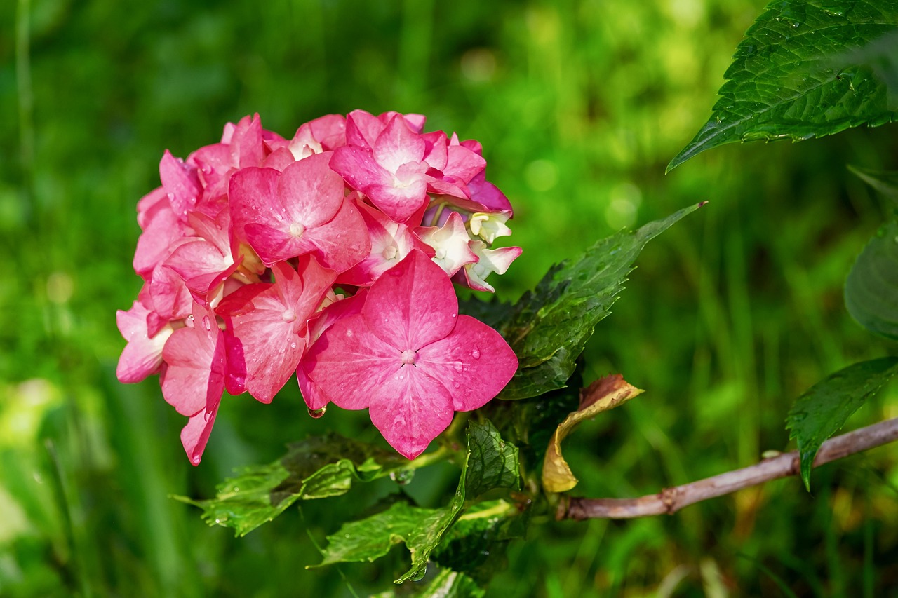 Plod — Latnatá hortenzie 'Groundbreaker' Ruby