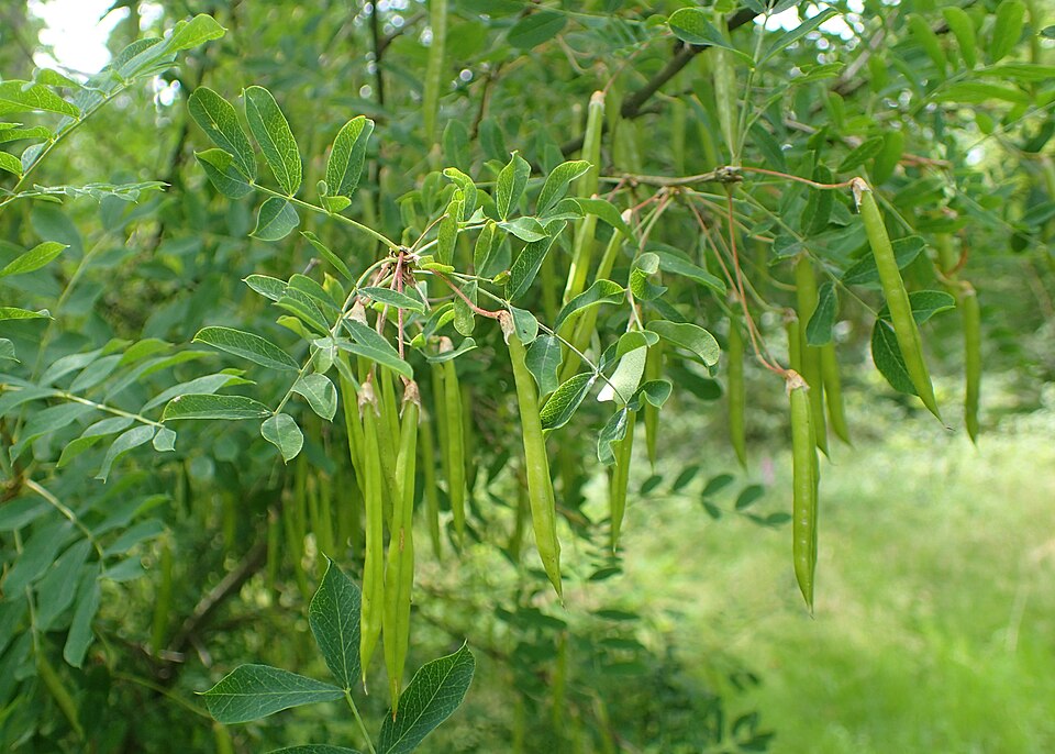 Plod — Čilimník 'Lena'