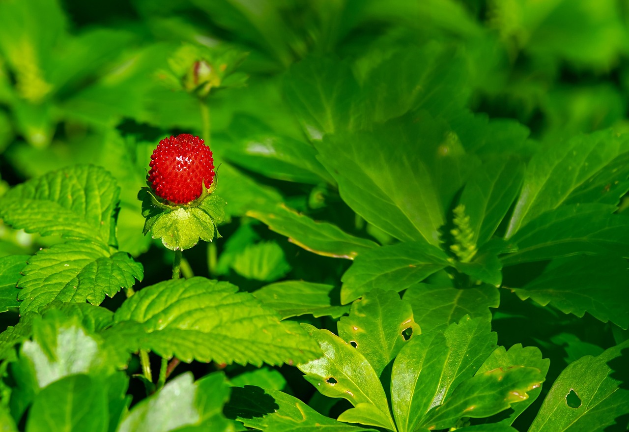 Plod — Trojpuk latnatý 'Strawberry Fields'