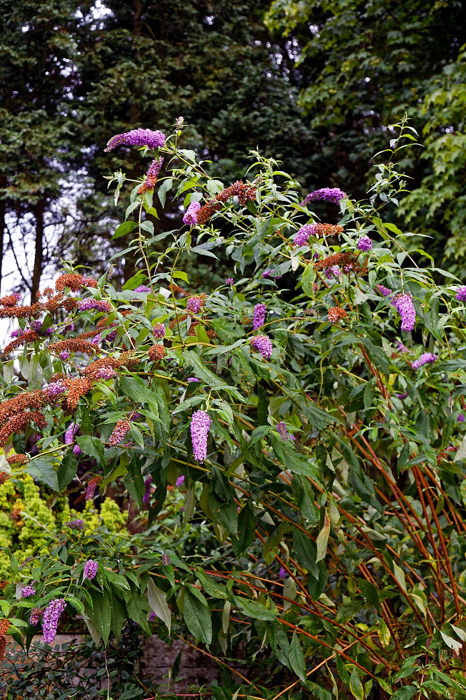 Plod — Zakrslý letní šeřík (budleja) 'Little Purple'