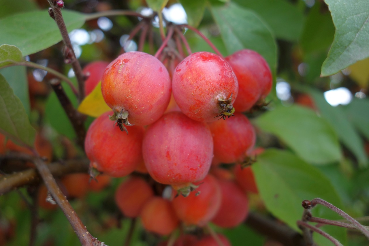 Plod — Zakrslá jabloň 'Garden Sun Red'