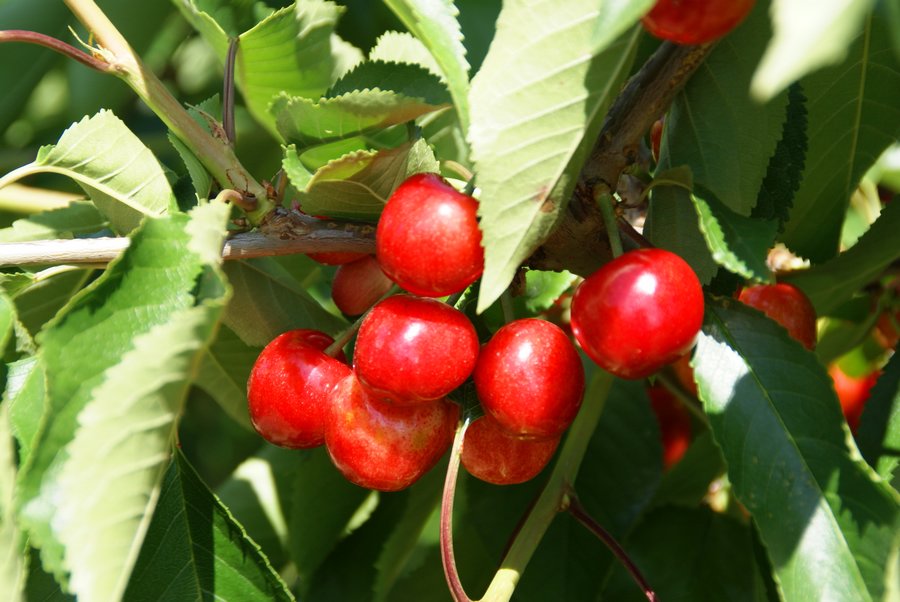 Plod — Třešeň sloupovitá 'Helene'