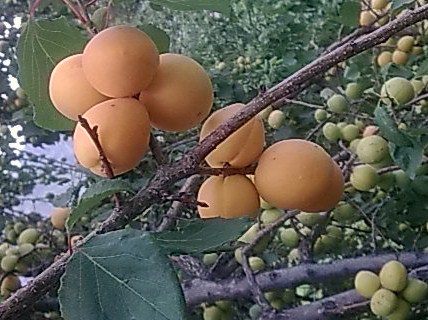 Plod — Meruňka 'Orange Summer'