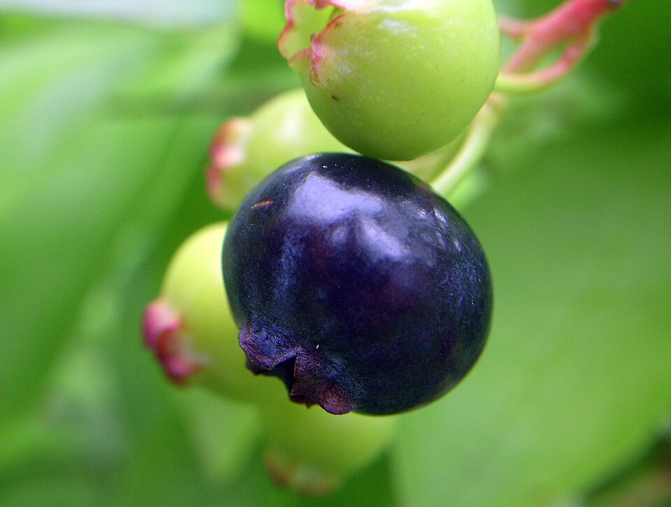 Plod — Borůvka 'Big Blue'