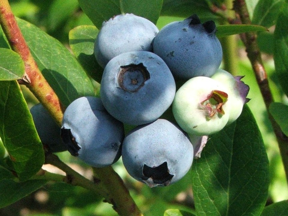 Plod — Borůvka 'Early Blue'
