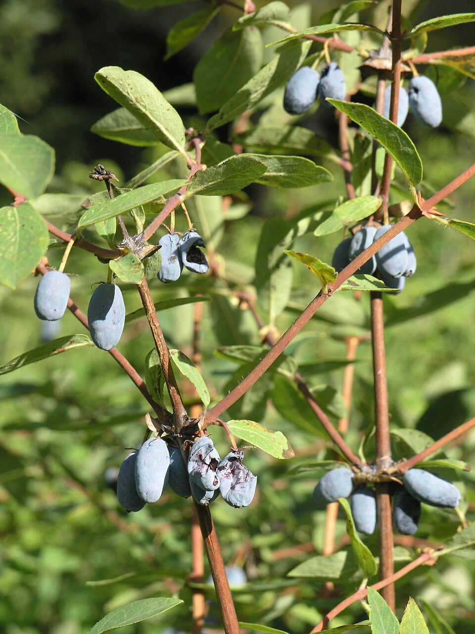 Plod — Kamčatská borůvka (zimolez modrý) 'Myberry'