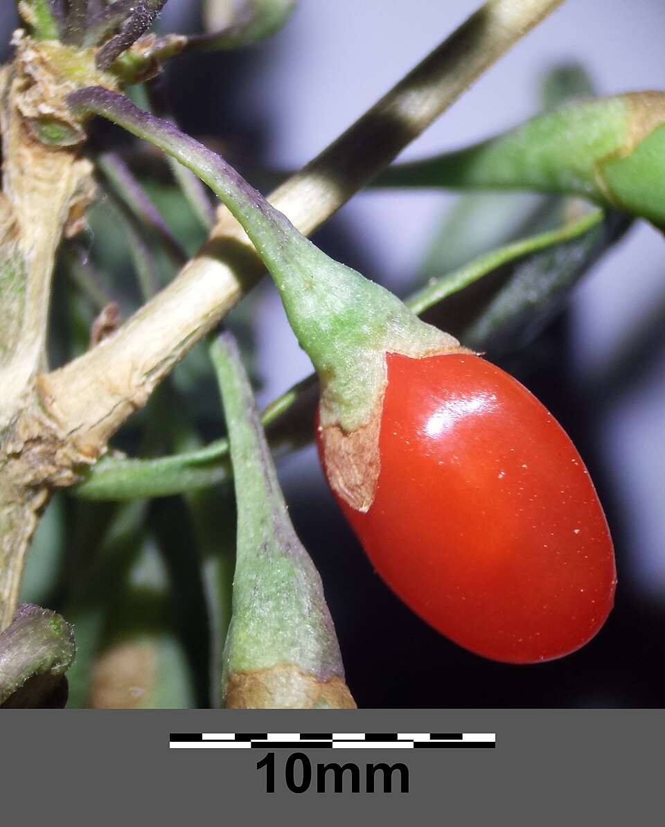 Plod — Kustovnice čínská (goji) 'Sweet Lifeberry'
