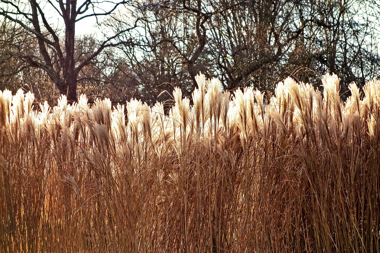 Plod — Pampová tráva (třtina stříbrná) růžová