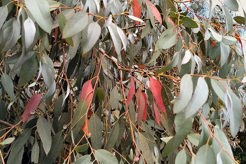 Plod — Eukalyptus žinčicový