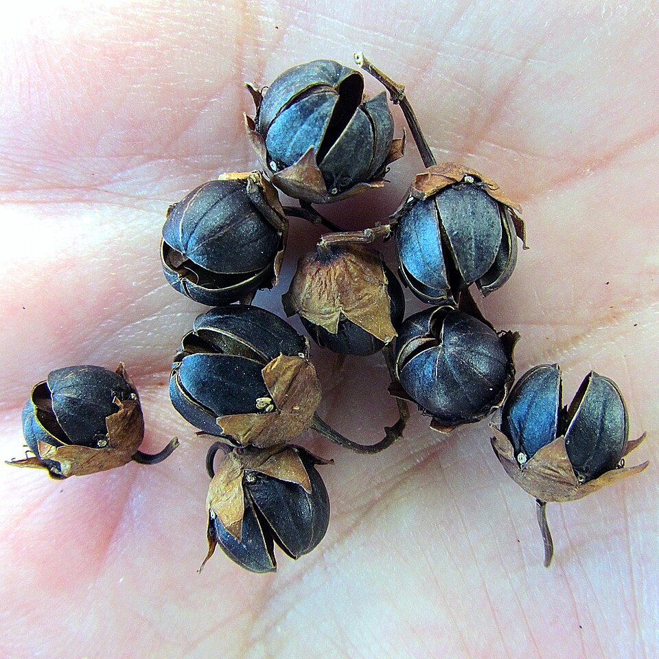 Plod — Lagerstroemie indická (myrta krepová)