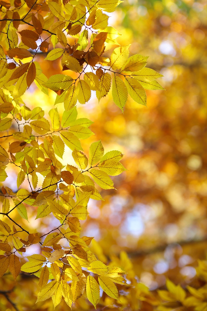 Plod — Zelkova japonská