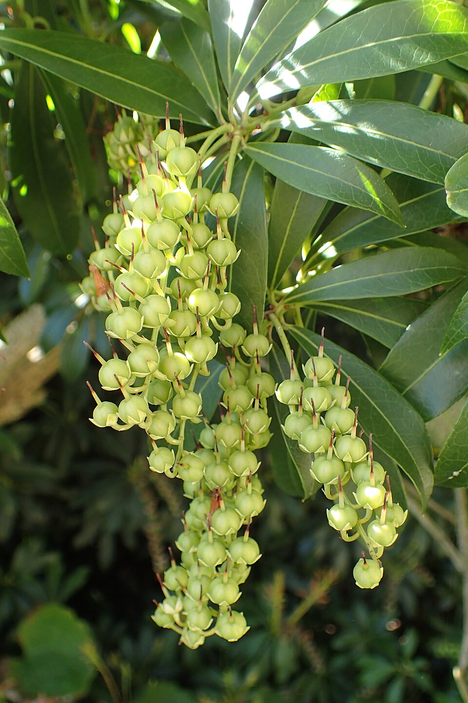 Plod — Pieris japonský
