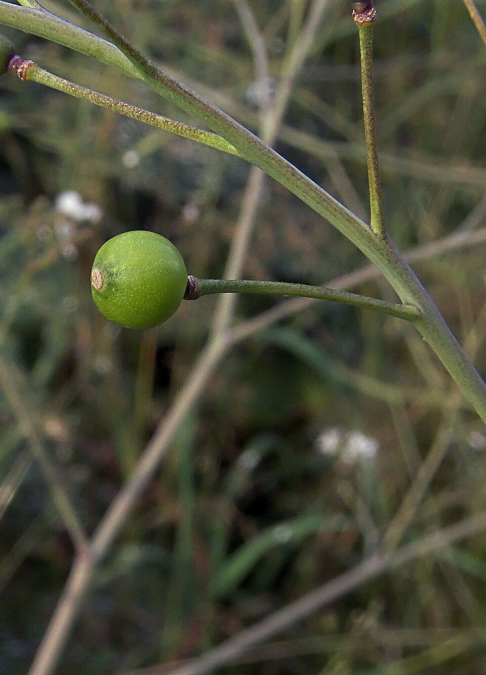 Plod — Katrán habešský