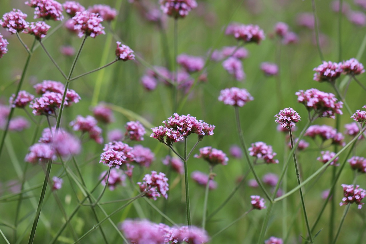 Plod — Verbena zahradní