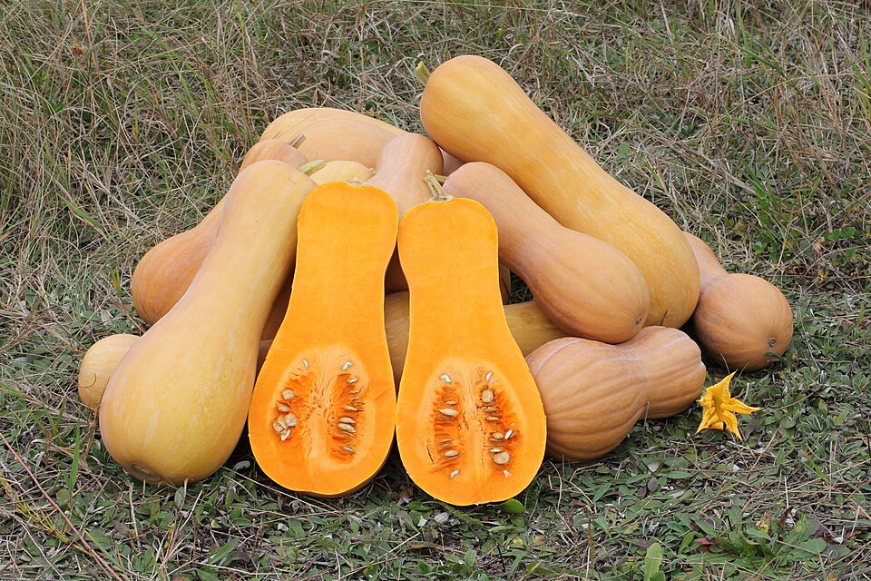 Plod — Dýně máslová