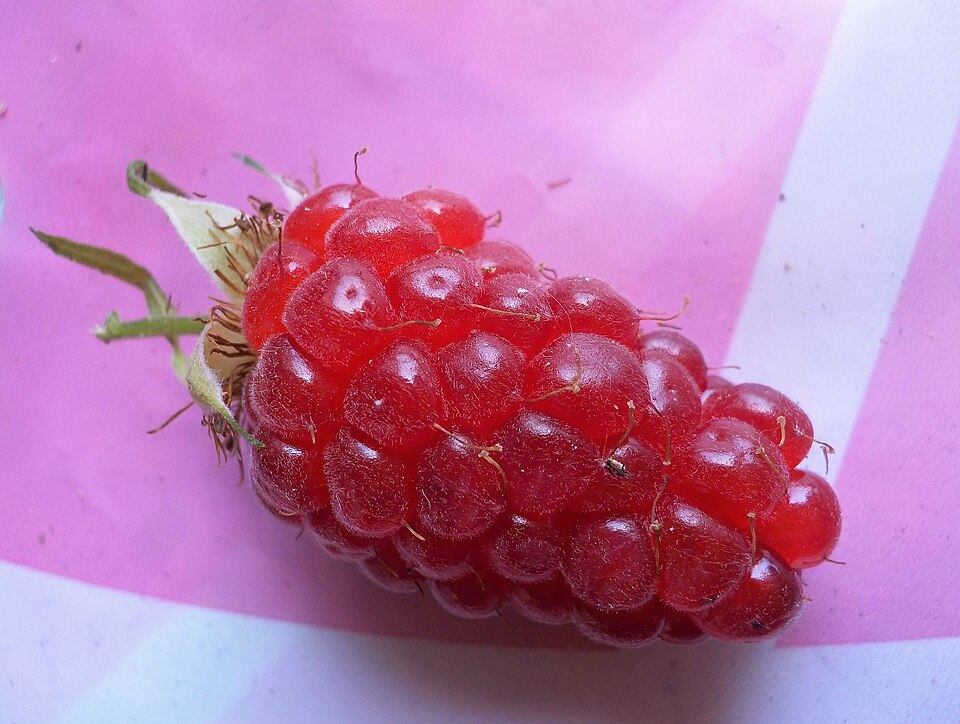 Plod — Ostružiník Tayberry