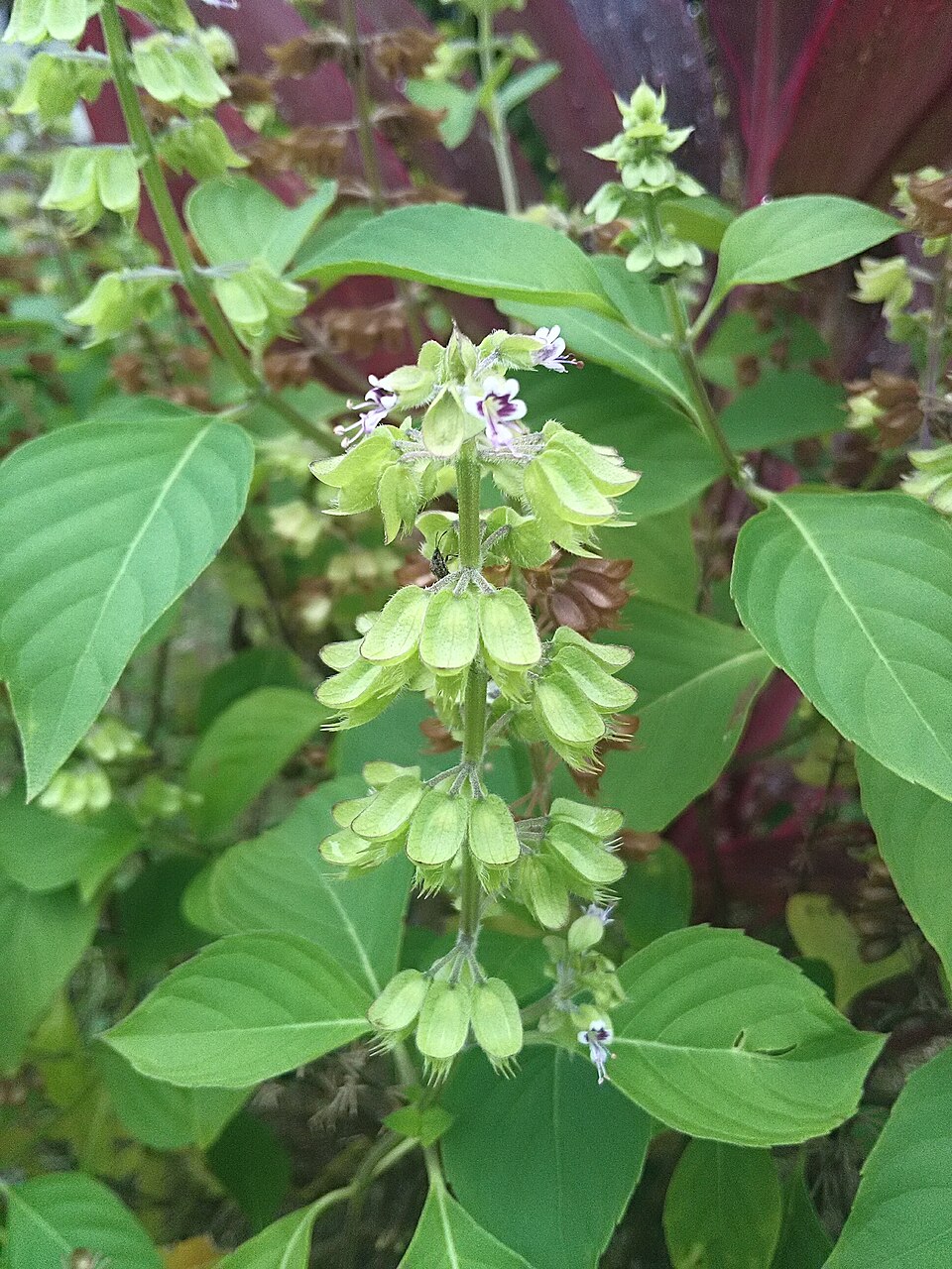 Plod — Bazalka citronová