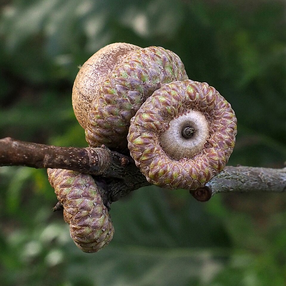 Plod — Dub červený