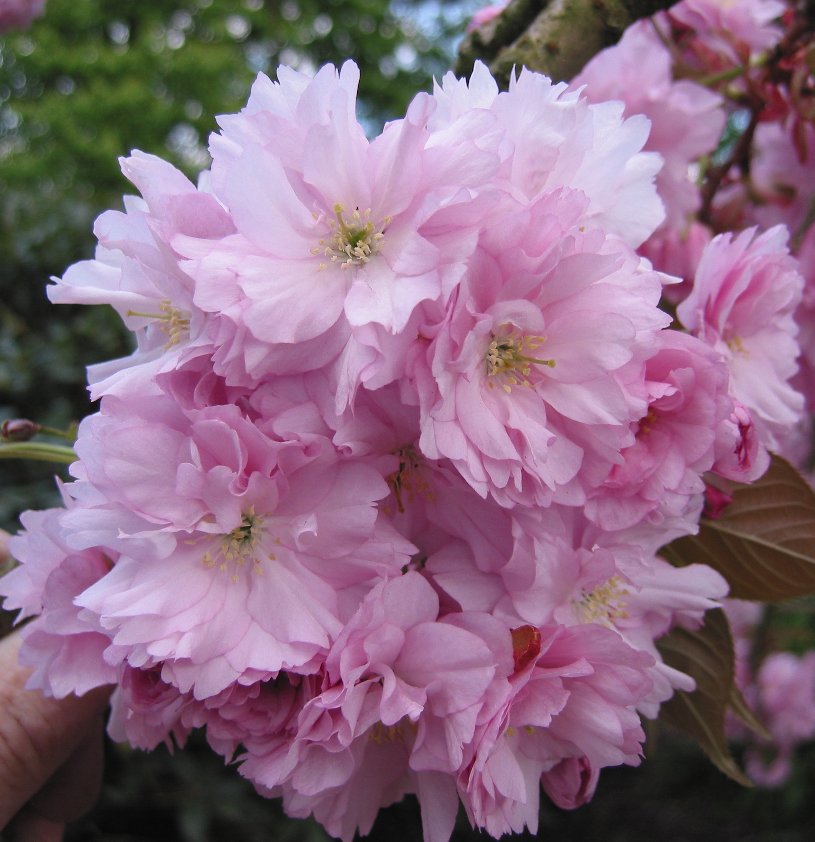 Plod — Sakura (okrasná višeň pilovitá)