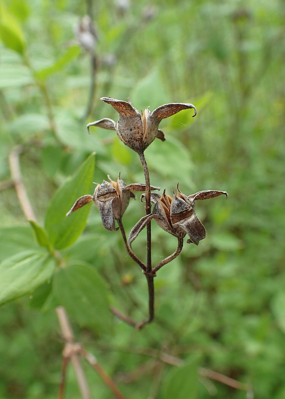 Plod — Pustoryl drobnokvětý