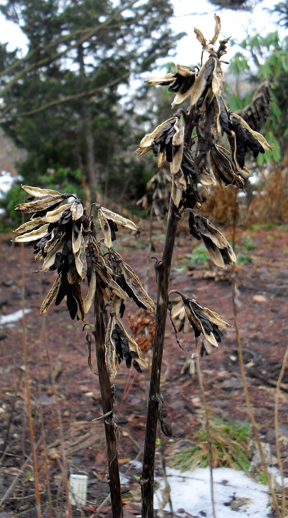 Plod — Hosta Sieboldova