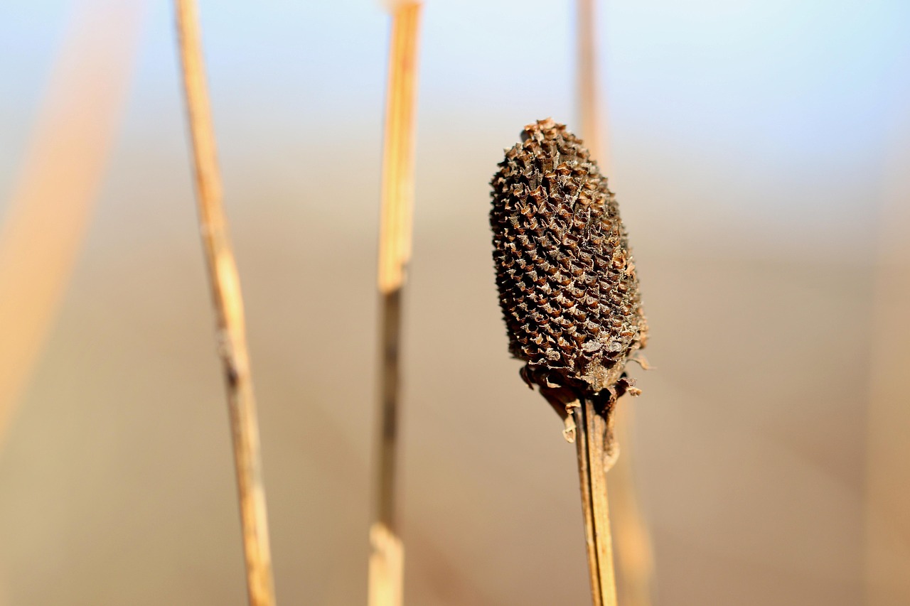 Plod — Rudbekie náprstníkovitá
