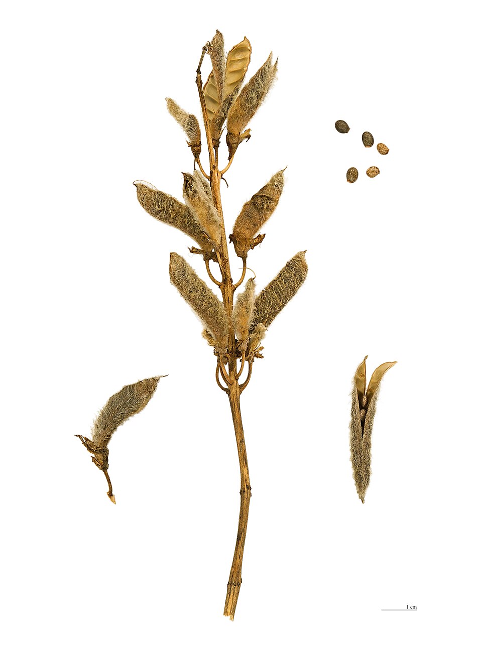 Plod — Lupina mnoholistá