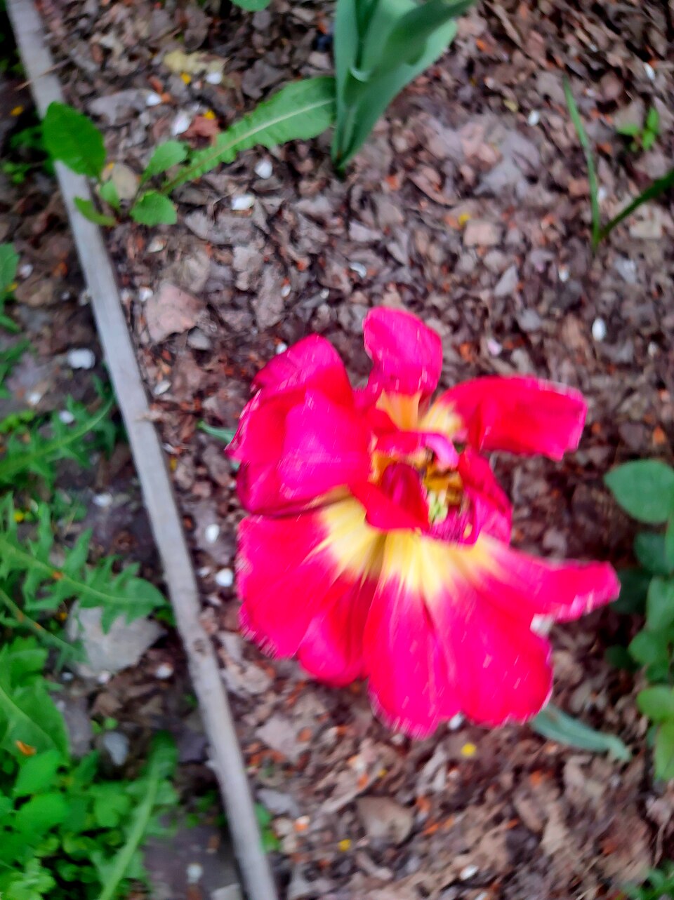 Plod — Tulipán papouščí