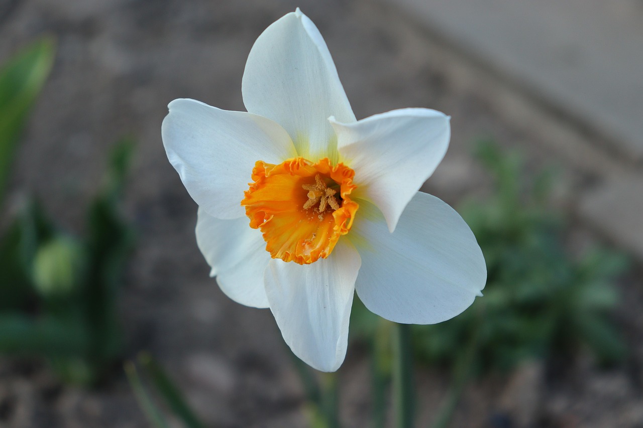 Plod — Narcis Tazetta